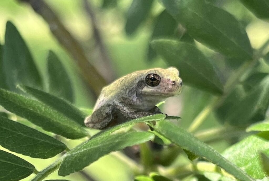 A green frog image